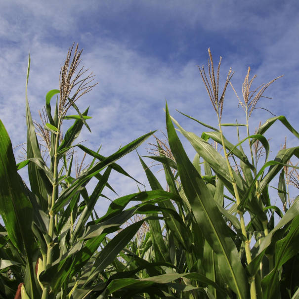 TSA Zimbabwe Agriculture Chemicals