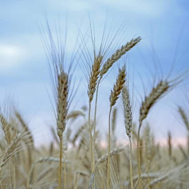 Technical Services Africa