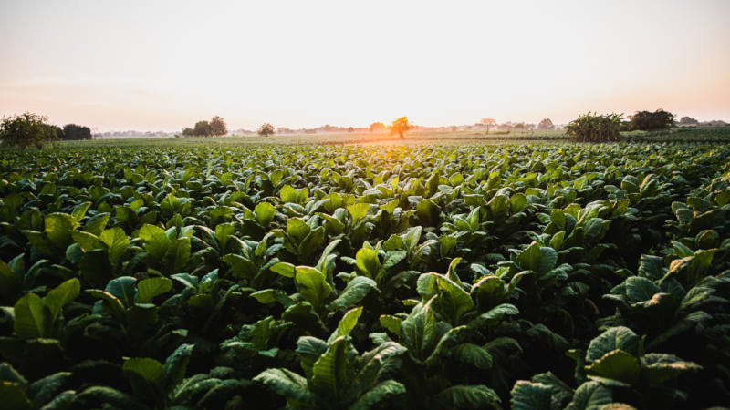 Biological Chemicals