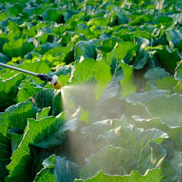 Insecticide Chemicals